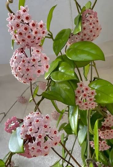 Hoya heuschkeliana variegata