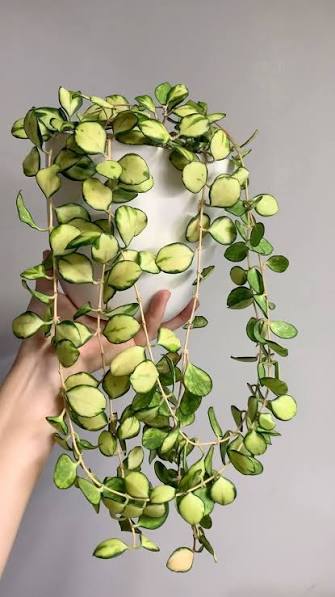 Hoya heuschkeliana variegata