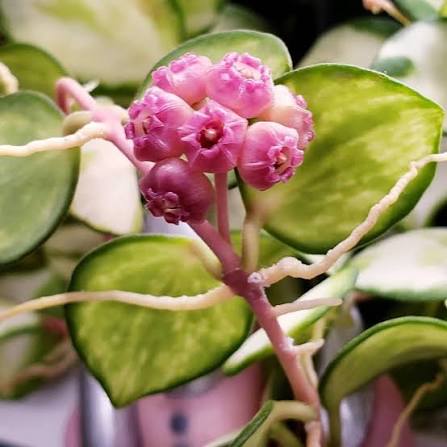 Hoya heuschkeliana variegata
