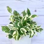 Njoy Pothos