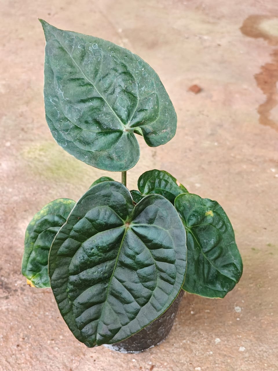Anthurium luxurian x forgetii