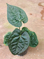 Anthurium luxurian x forgetii
