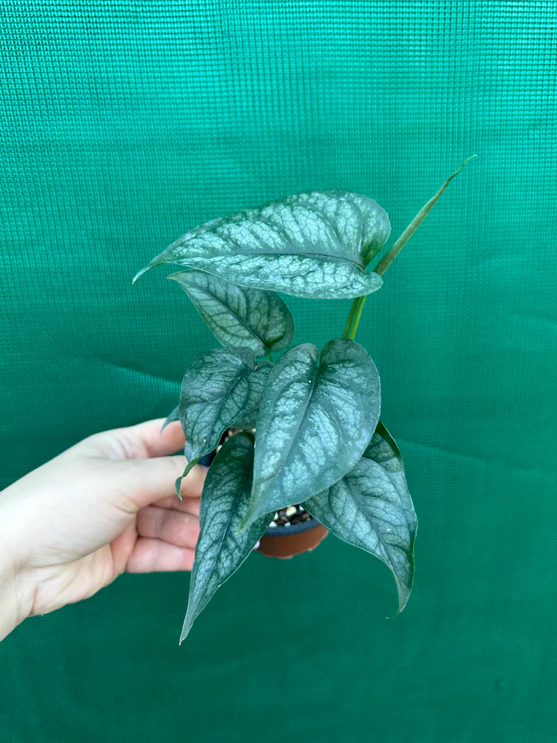 Monstera siltepecana