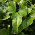 Anthurium Brownii