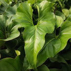Anthurium Brownii
