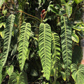 Philodendron patriciae