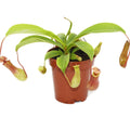 Pitcher Plant (Nepenthes Ventrata)