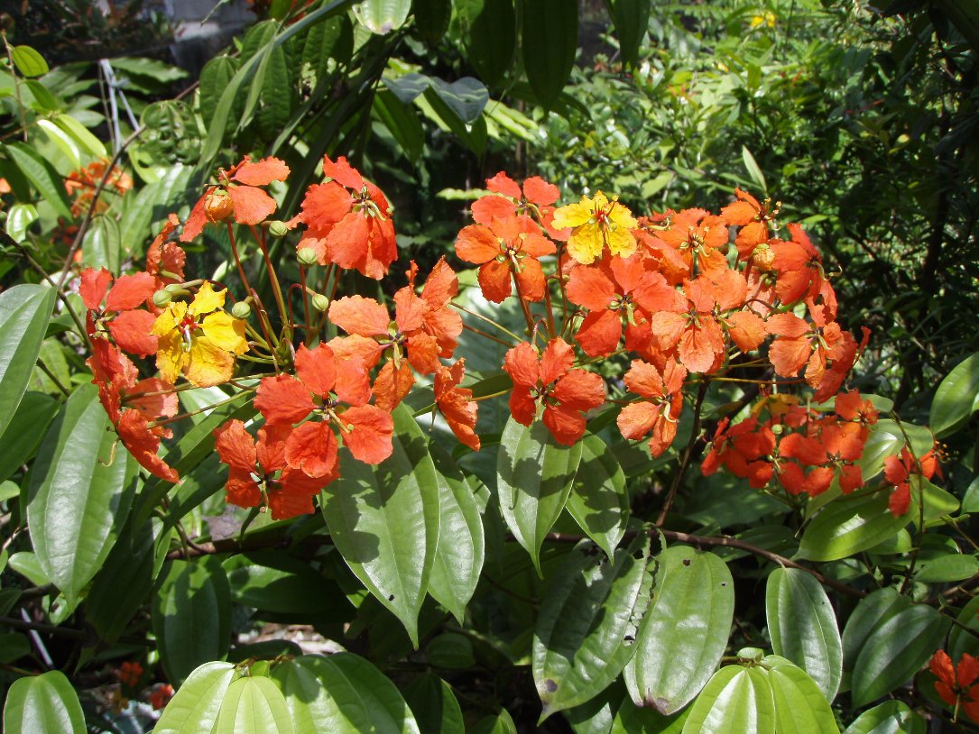 Bohemia vine (Cissus discolor)