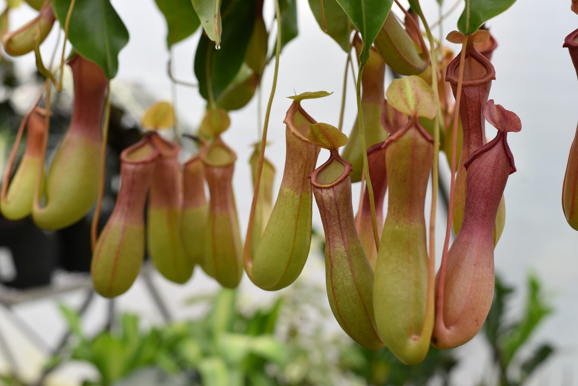Pitcher Plant (Nepenthes Ventrata) - single shoot