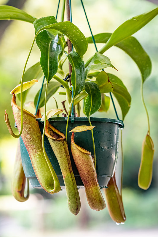 Pitcher Plant (Nepenthes Ventrata) - single shoot