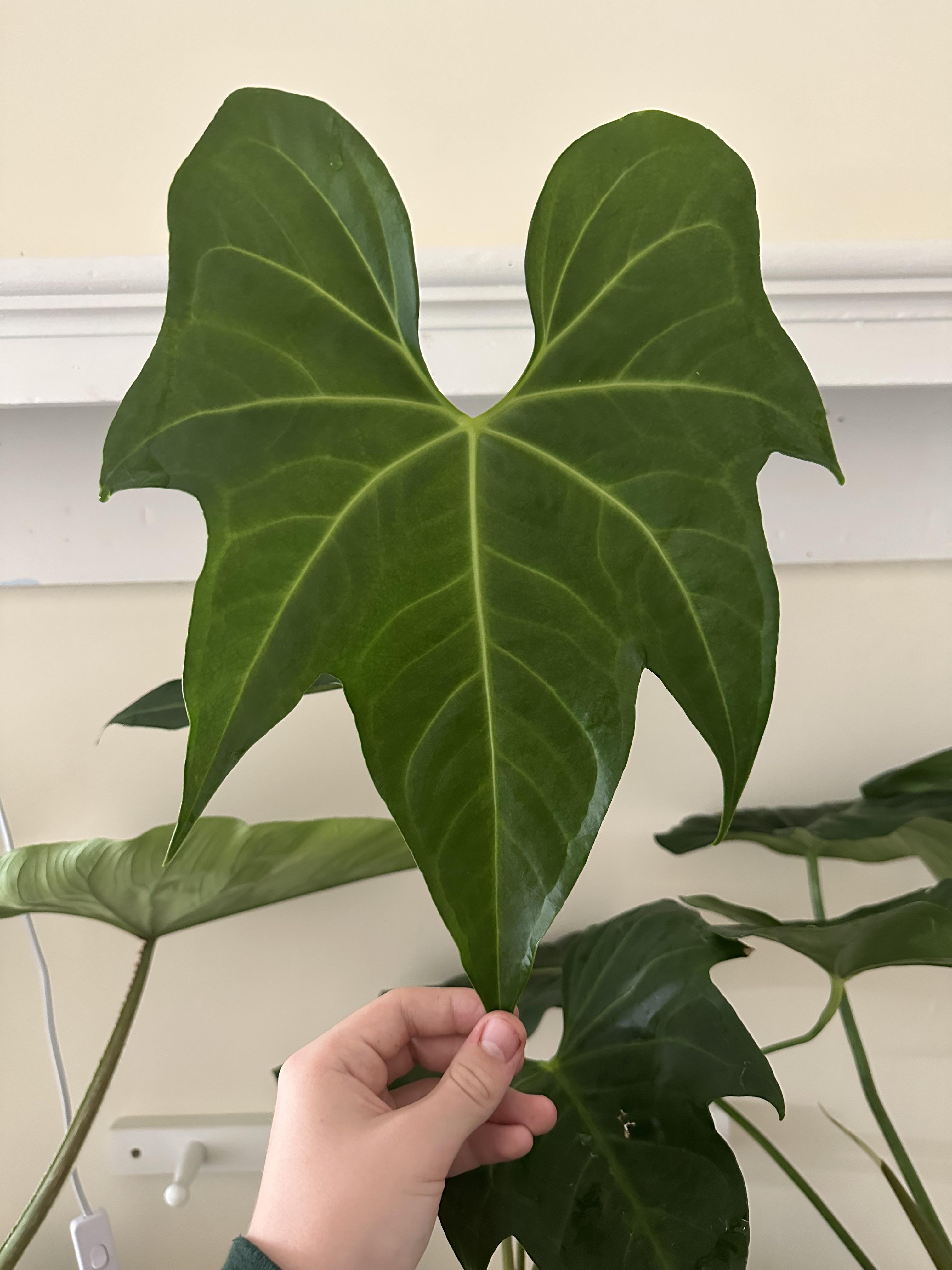 Macrolobium (Above 1 ft height)