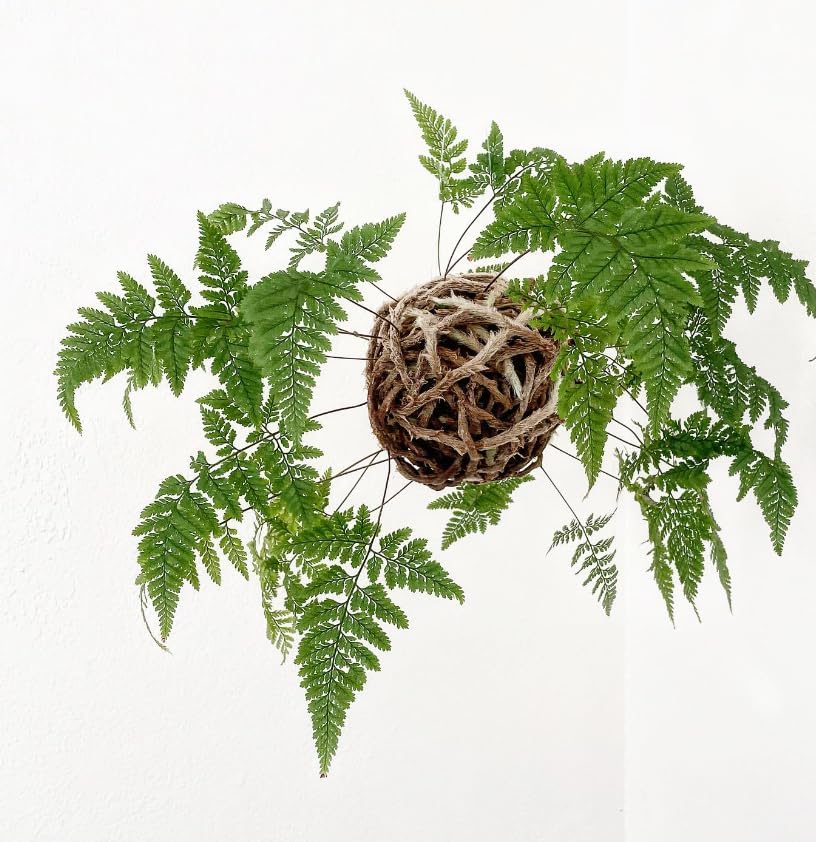 Rabbit's foot fern