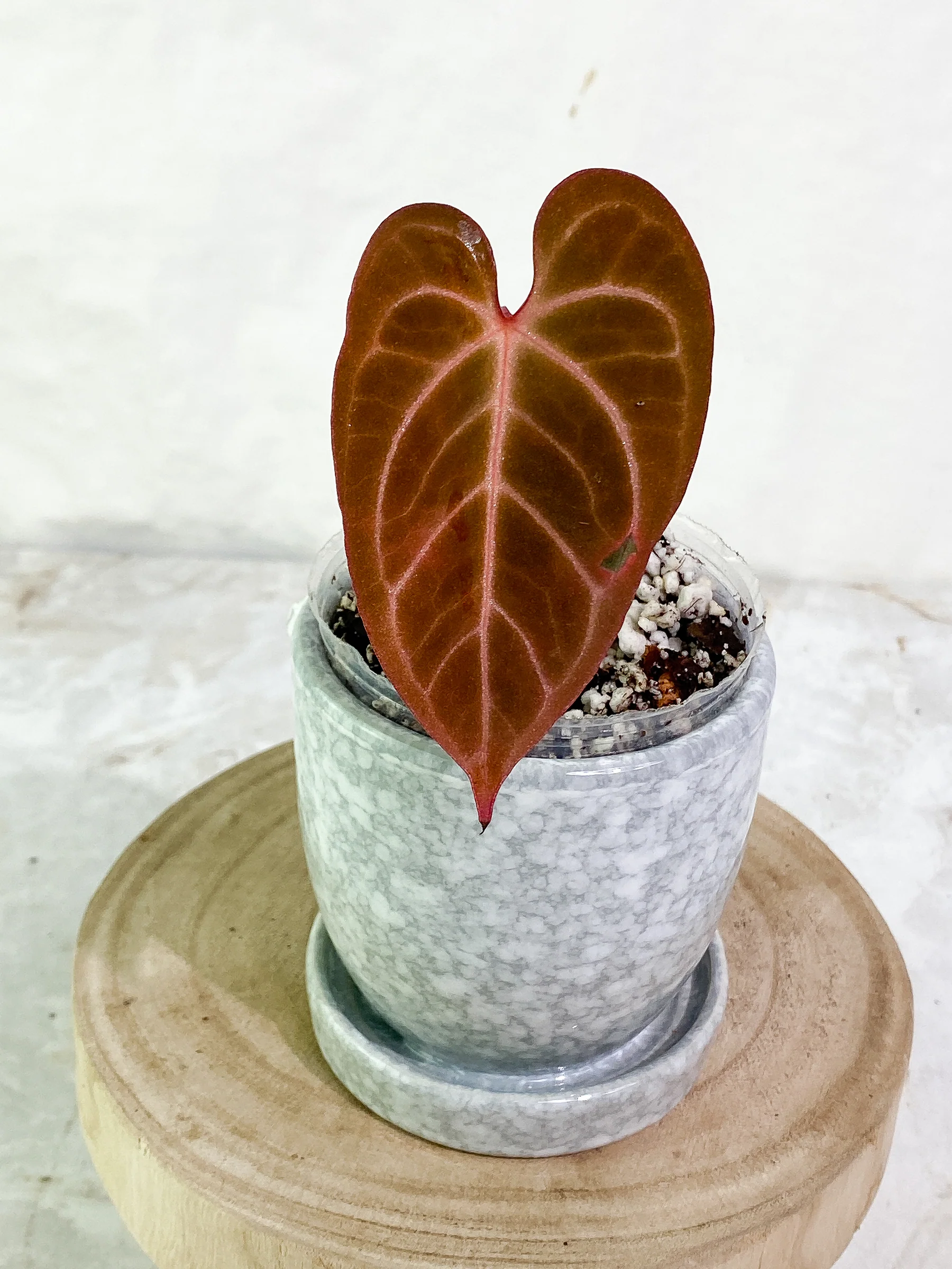 Anthurium Raven's Heart