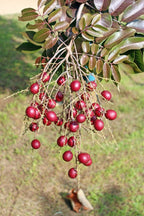 Ruby longan
