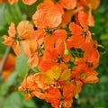 Bauhinia