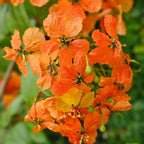 Bauhinia