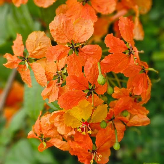 Bauhinia