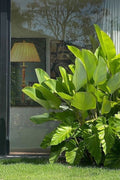 Calathea lutea