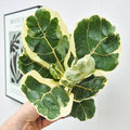 Variegated Ficus Lyrata (Variegated Fiddle Leaf Fig)
