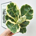 Variegated Ficus Lyrata (Variegated Fiddle Leaf Fig)