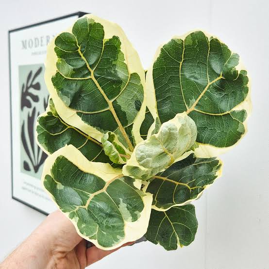 Variegated Ficus Lyrata (Variegated Fiddle Leaf Fig)