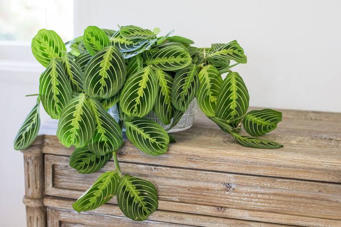 Maranta Lemon Lime