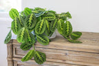 Maranta Lemon Lime