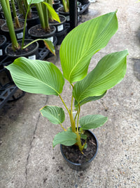 Calathea lutea