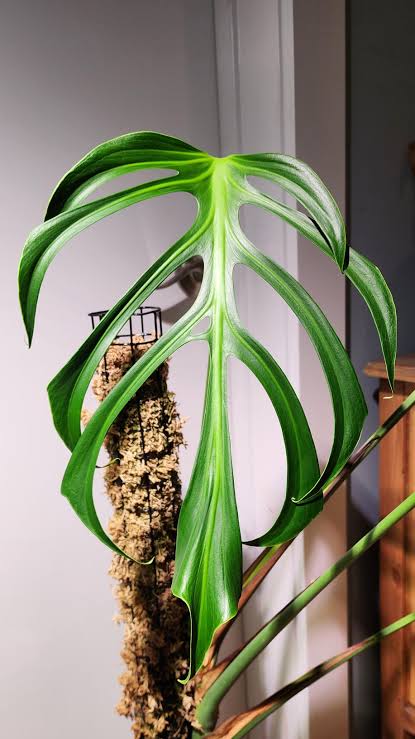 Monstera burle marx flame