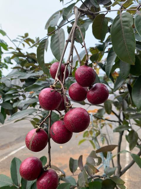 Ruby longan