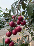 Ruby longan
