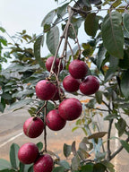 Ruby longan