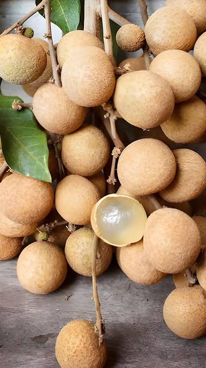 All season Longan
