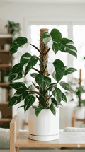 Philodendron White princess