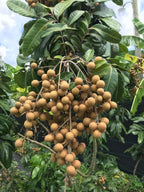 All season Longan