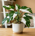 Philodendron White princess