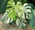 Monstera 'white monster'