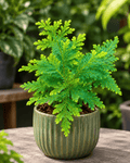 Peacock fern