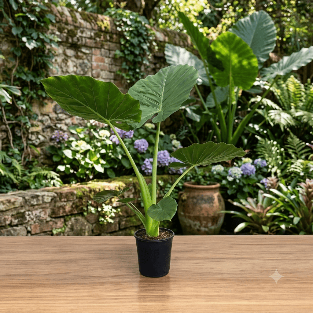 Alocasia elephant ear