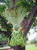 Platycerium superbum