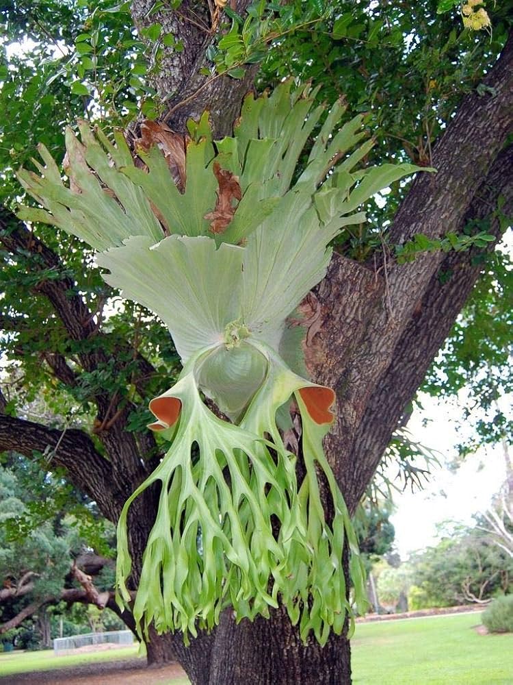 Platycerium superbum