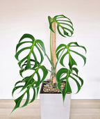 Monstera burle marx flame
