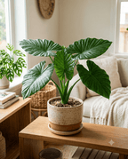 Alocasia elephant ear