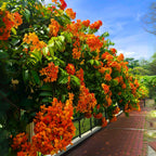 Bauhinia