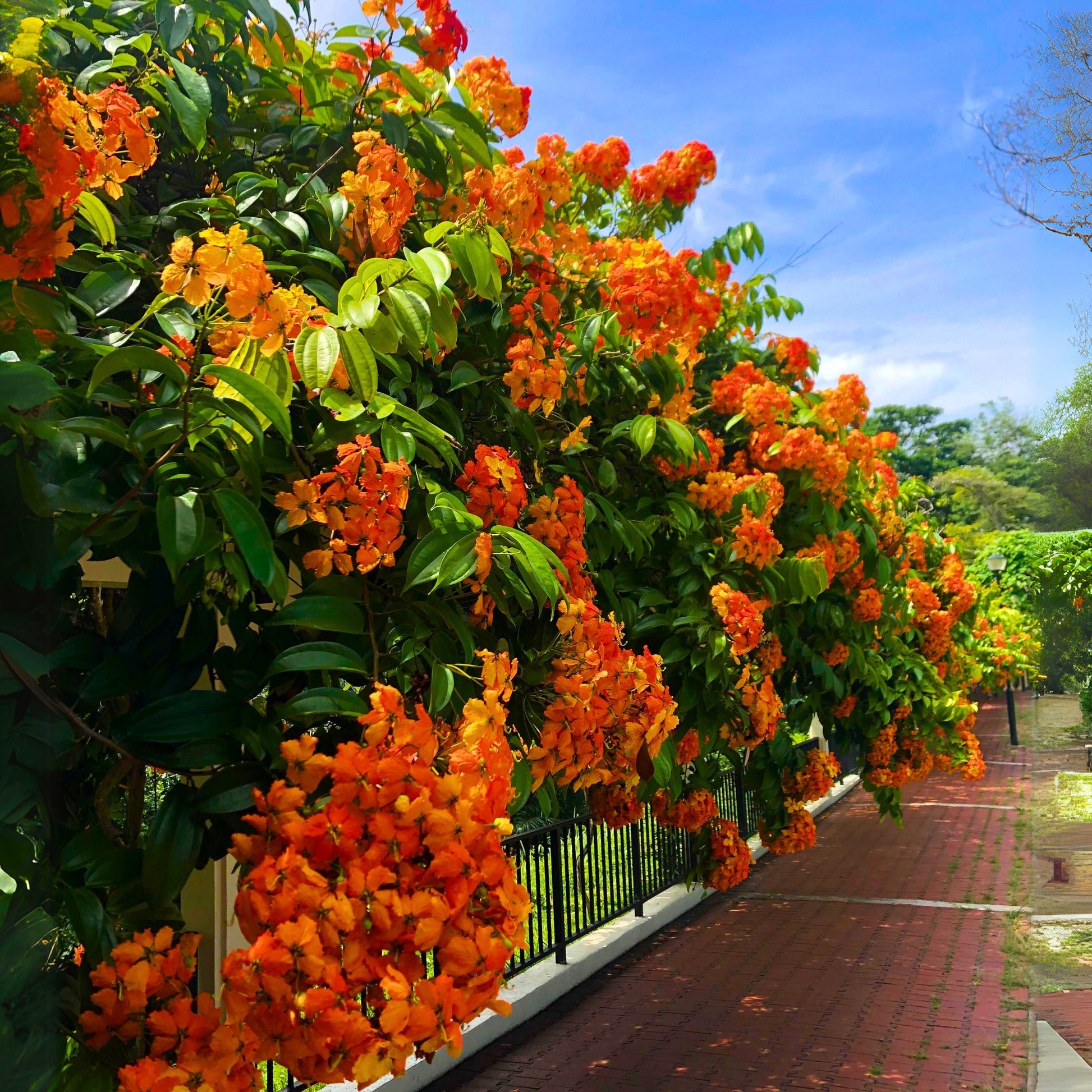 Bauhinia