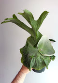 Platycerium superbum