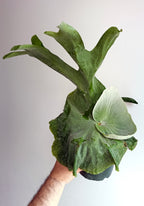 Platycerium superbum