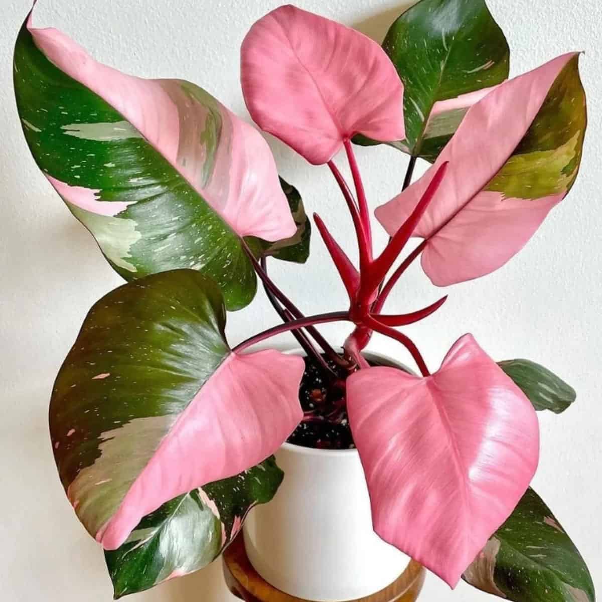 Philodendron pink princess