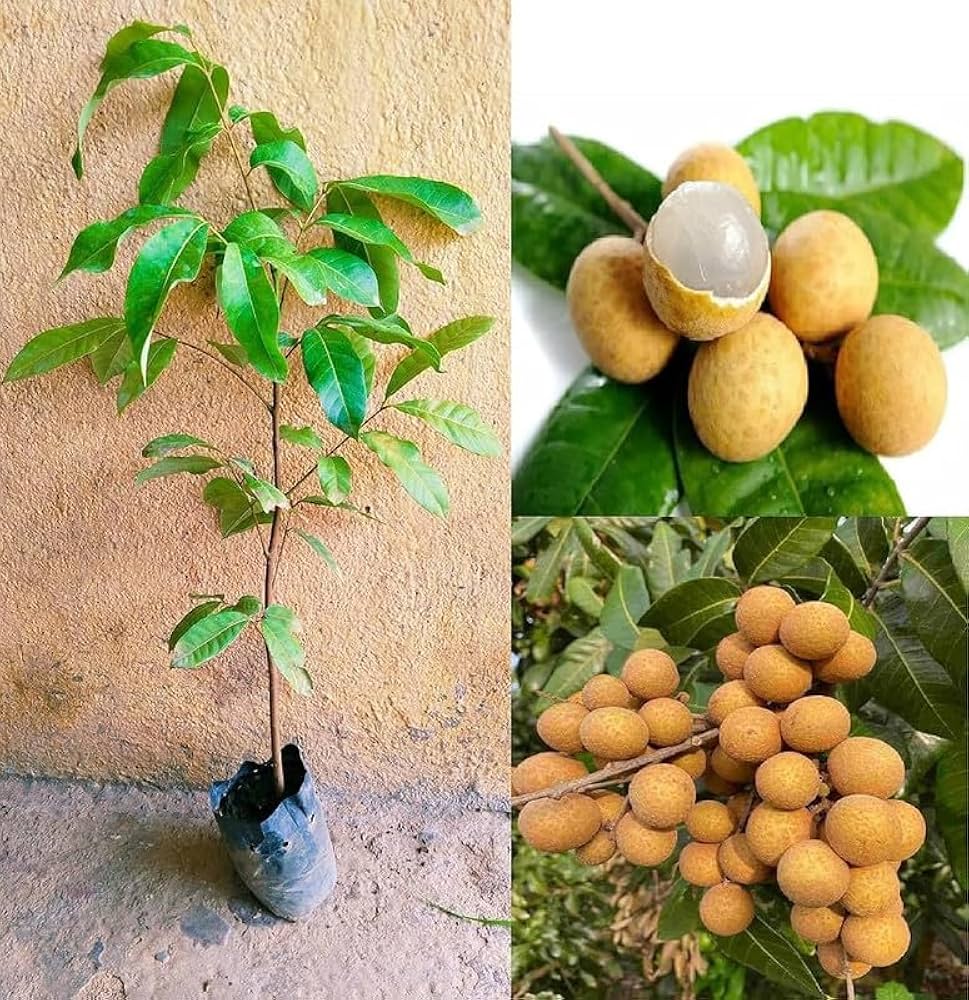 All season Longan