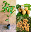 All season Longan